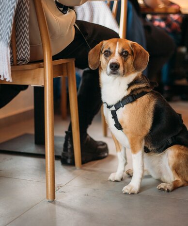 Dog with harness sits on the floor beside cafe chairs.