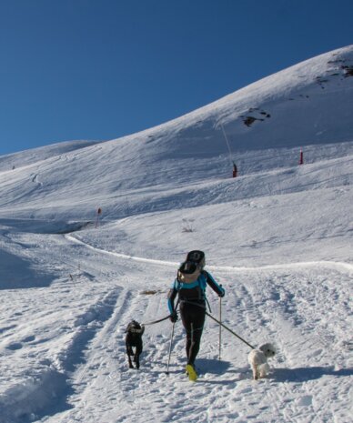 Person cross-country skiing on snowy mountain trail with dogs