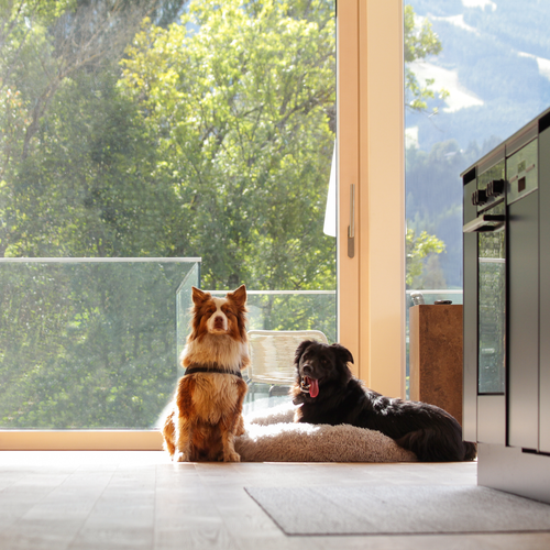 Brown fluffy dog and black dog by glass door