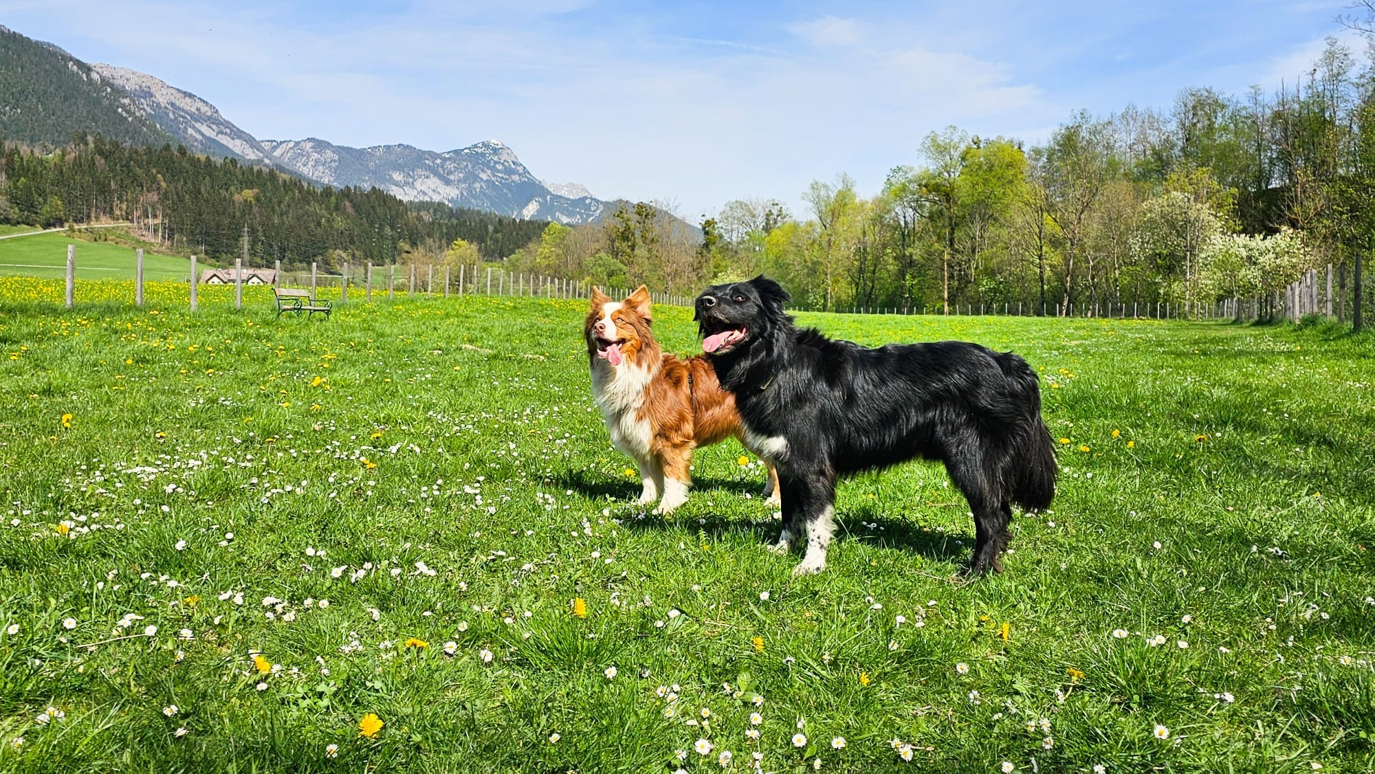 Two dogs standing in a green meadow with daisies and mountains
