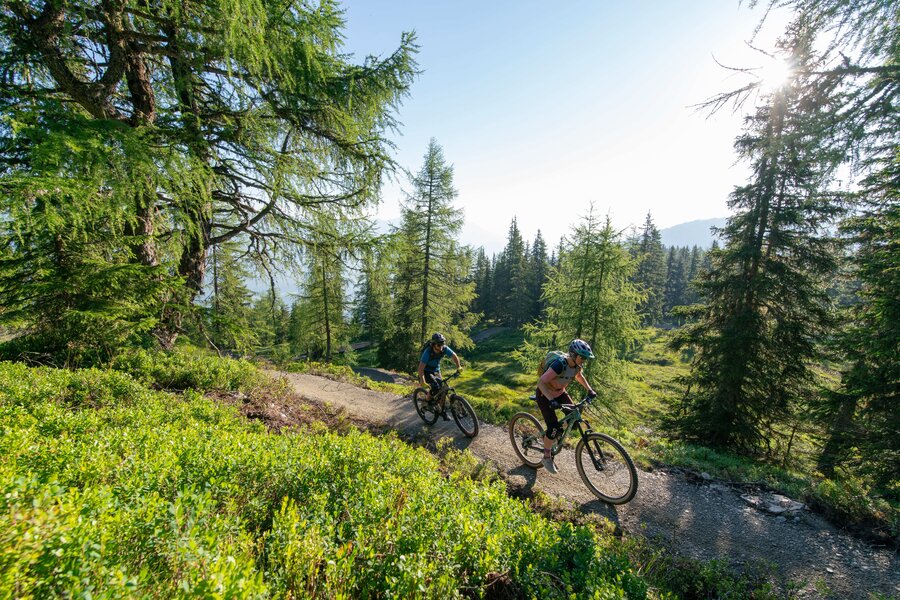 Two mountain bikers ride a dirt trail through sunlit forest