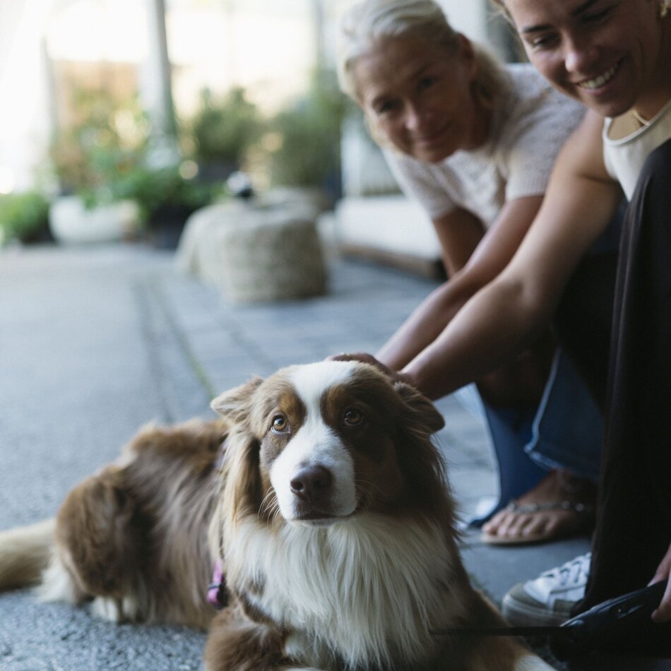 Two people petting a brown and white dog outside
